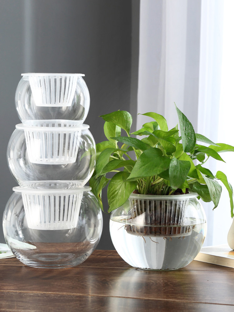 Hydroponic Glass Vase Glass Gr - Propagation Station Vase review and price