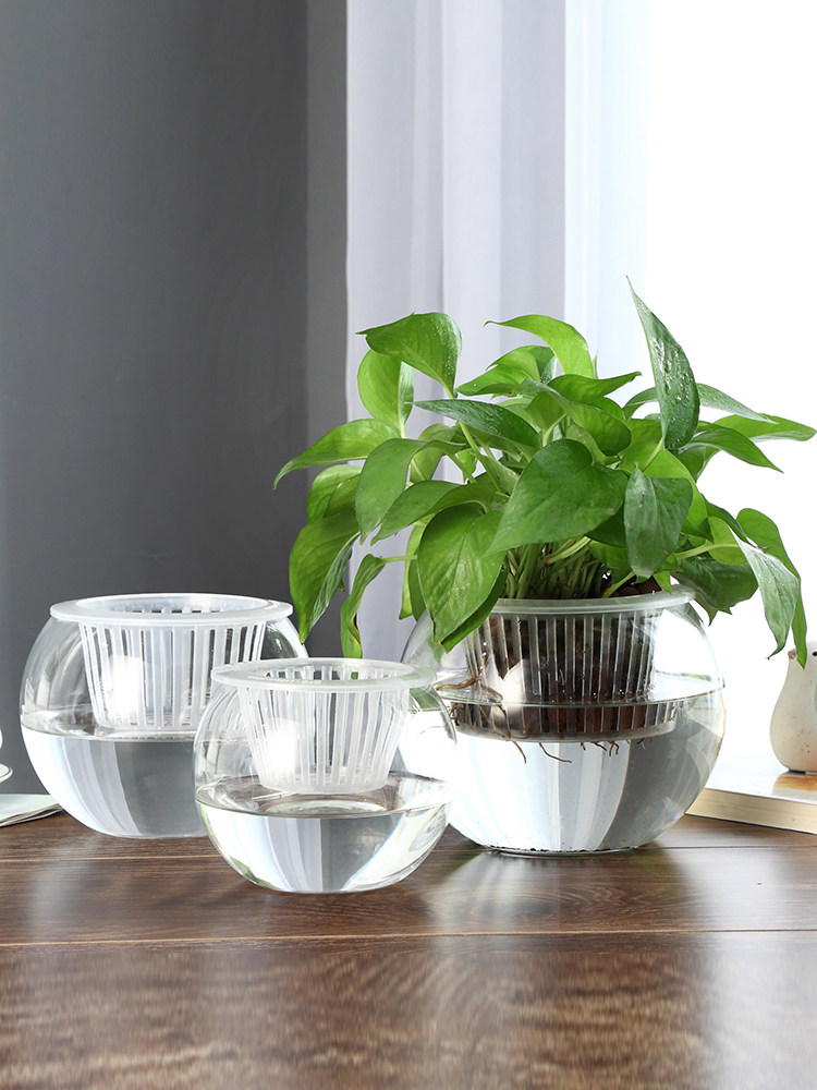 Hydroponic Glass Vase Glass Gr - Propagation Station Vase review and price