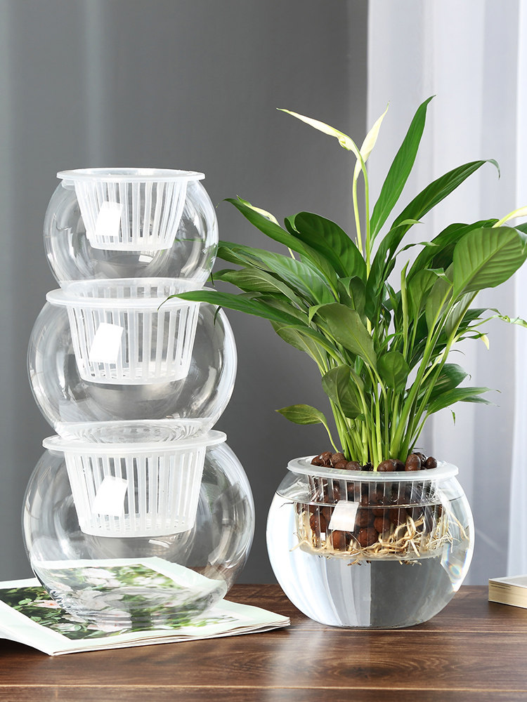 Hydroponic Glass Vase Glass Gr - Propagation Station Vase review and price